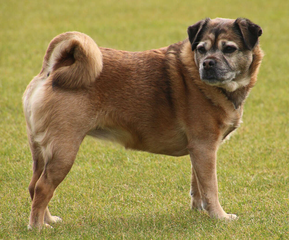 Dog Image 1