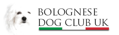 Bolognese Dog Club UK