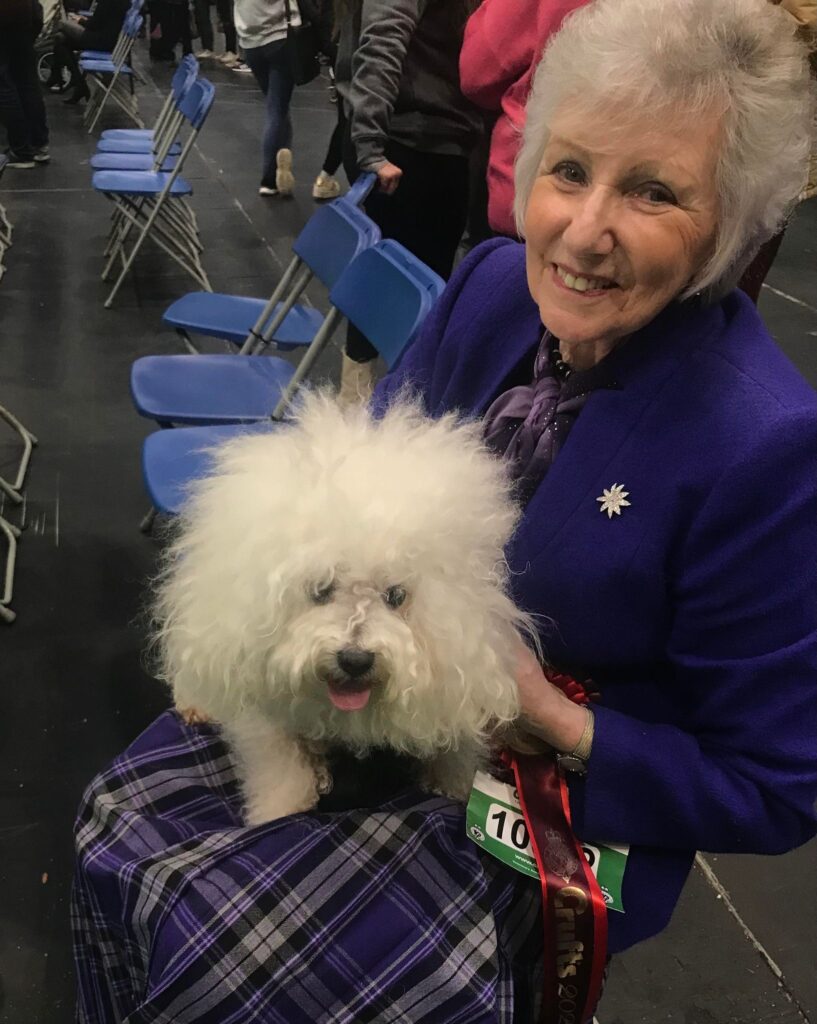 Bolognese Dog Club UK Bringing Bolognese enthusiasts together