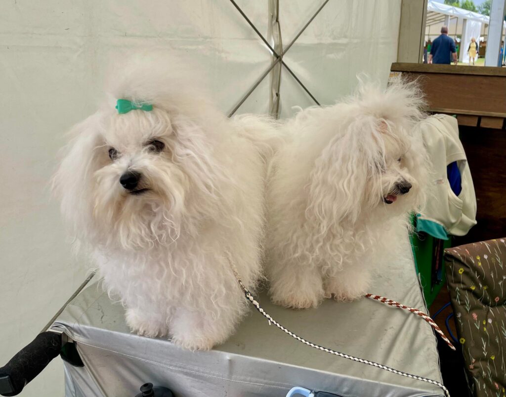 My Day Out at WINDSOR DOG SHOW 2024 Bolognese Dog Club UK